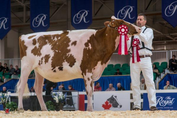 MILKSOURCE DNT TALIA-RED 1st place Intermediate Yearling Canadian National Red & White Show Milksource Genetics 
