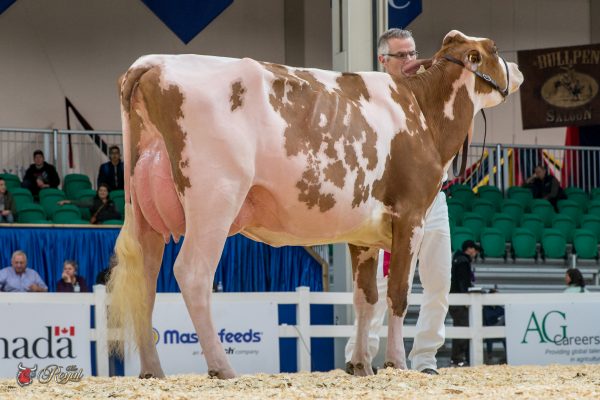 WESTCOAST OLYMPIAN LAYLA 1st place Milking Yearling Canadian National Red & White Show Westcoast Holsteins
