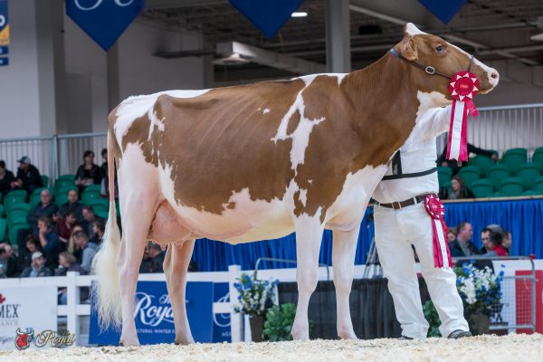 HEATHERSTONE REDHOT-RED 1st place Junior Two Year Old Canadian National Red & White Show MILKSOURCE LLC