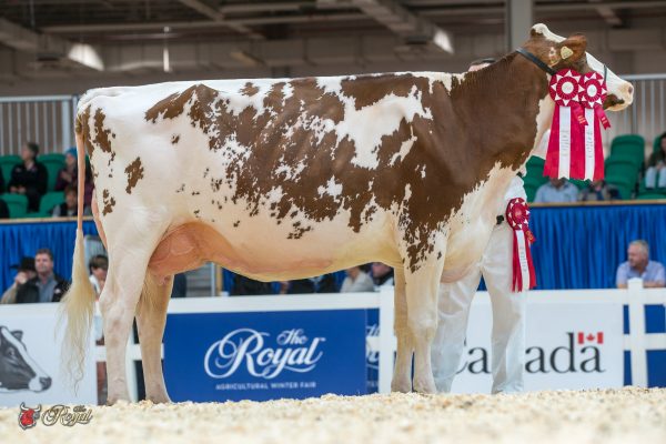 JOLIBOIS FLORE CONTENDER 1st place Senior Three Year Old Canadian National Red & White Show FERME ROLANDALE ENR
