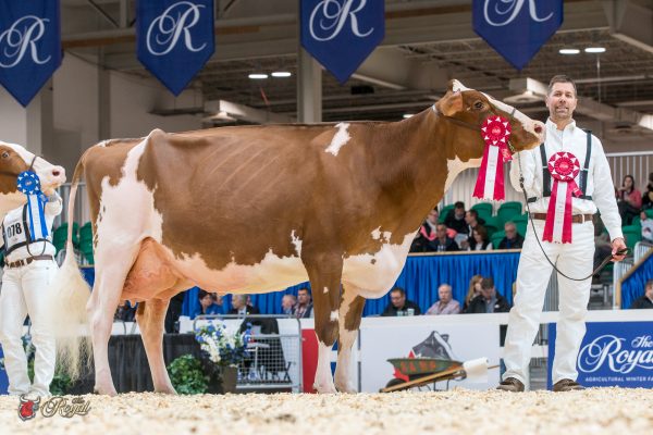 ROKEY-BENFER R CUTIE-RED-ET 1st place Four Year Old Canadian National Red & White Show MILKSOURCE LLC