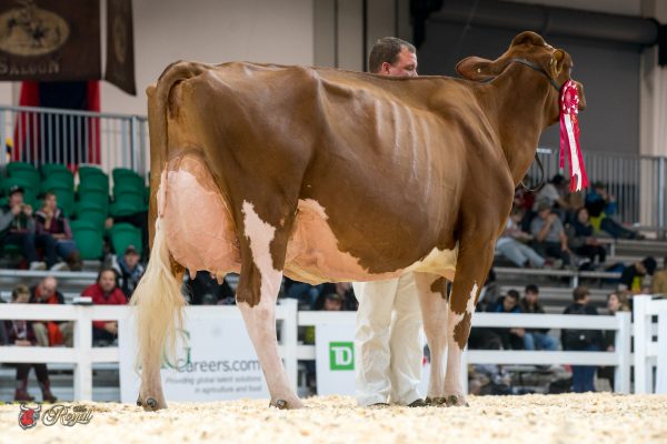MEADOW GREEN ABSOLUTE FANNY 1st place Five Year Old Canadian National Red & White Show TRIPLE-T HOLSTEINS, MIKE BERRY, T&L CATTLE LTD., FRANK & DIANE BORBA