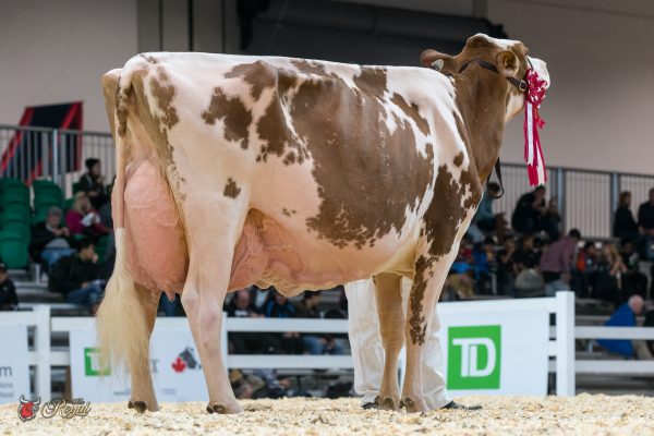 CYRMO MR BURNS RAINBOW 1st place Mature Cow Canadian National Red & White Show PIERRE BOULET