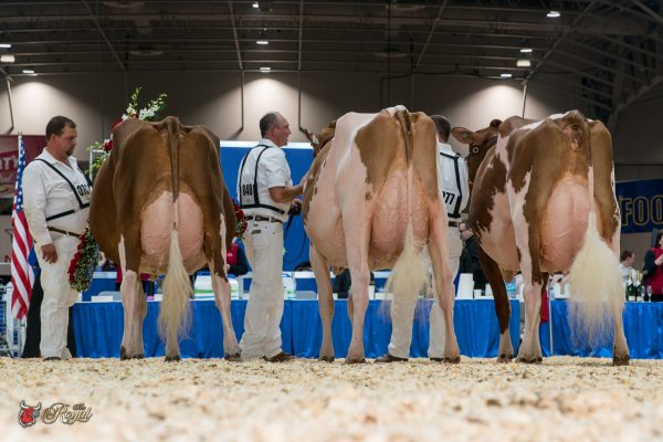 Canadian National Red & White Show MEADOW GREEN ABSOLUTE FANNY Grand Champion TRIPLE-T HOLSTEINS, MIKE BERRY, T&L CATTLE LTD., FRANK & DIANE BORBA HEATHERSTONE REDHOT-RED Reserve Grand Champion MILKSOURCE LLC ROKEY-BENFER R CUTIE-RED-ET HM Grand Champion MILKSOURCE LLC