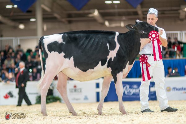 QUALITY SOLOMON LUST 1st place Intermediate Calf 2016 Canadian National Holstein Show AGRIBER, BECKRIDGE, DUPASQUIER, Quality Holsteins Ltd.