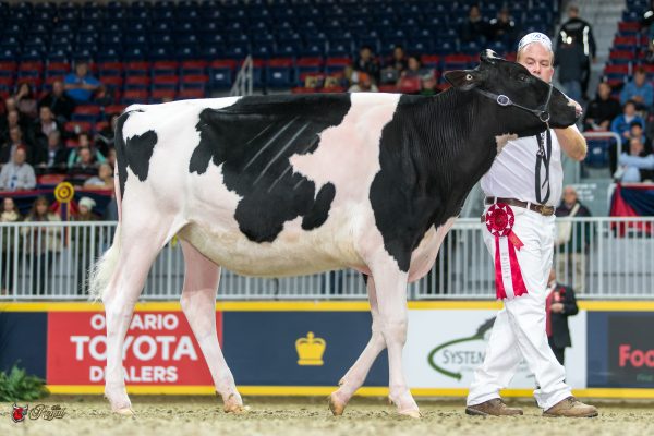 NORDALE MCCUTCHEN PIGEON 1st place Summer Yearling 2016 Canadian National Holstein Show CLARKVALLEY, MT ELGIN, LEACH