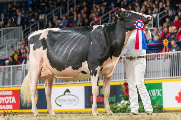 JACOBS GOLD LIANN GrandChampion 2016 Canadian National Holstein Show Westcoast Holsteins