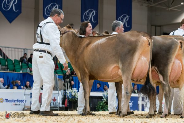 MARLAU VALNETINO MARILEE 1st place Milking Yearling 2016 Canadian National Jersey Show MARLAU & WEAVER