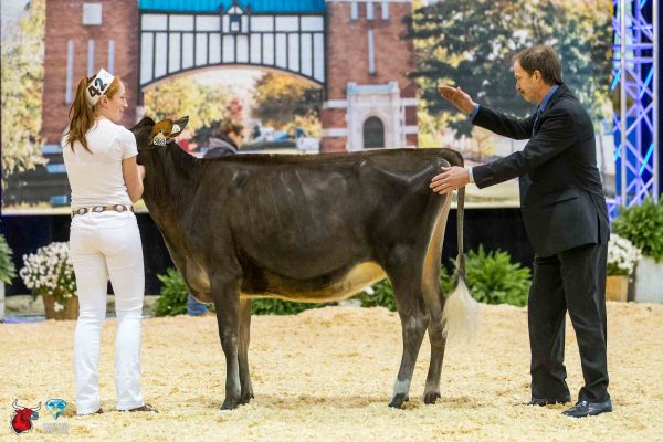 LOOKOUT TEQUILA GOTCHA Junior Champion Le Suprême Laitier - Supreme Dairy Frank & Diane Borba and Lookout Jersey & Holstein