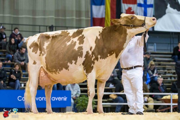 CYRMO MR BURNS RAINBOW 1st place Mature Cow Le Suprême Laitier - Supreme Dairy Pierre Boulet