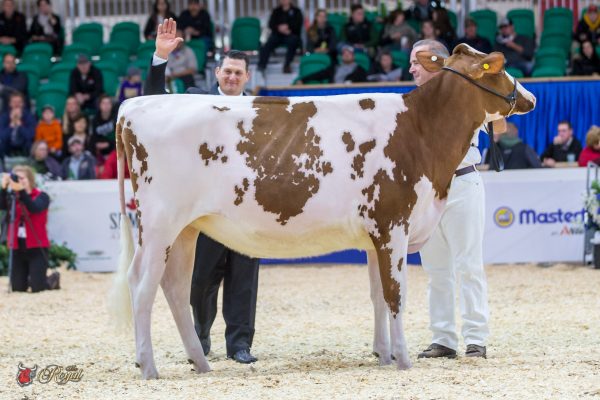 WILLOW-MARSH MOULNROUGE-RED Junior Champion Canadian National Red & White Show Michael Heath, Dymentholm Genetics