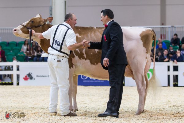HEATHERSTONE REDHOT-RED Intermediate Champion Canadian National Red & White Show MILKSOURCE LLC