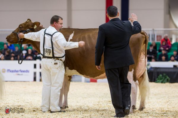MEADOW GREEN ABSOLUTE FANNY Grand Champion Canadian National Red & White Show TRIPLE-T HOLSTEINS, MIKE BERRY, T&L CATTLE LTD., FRANK & DIANE BORBA 