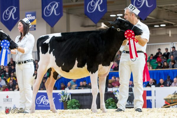 GLENNHOLME DOORMAN REGGAE 1st place Junior Calf 2016 Canadian National Holstein Show GLENNHOLME, EDWARDS, SIGNATURE