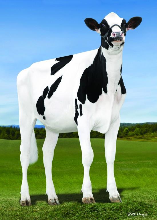 AlLew Monterey Ashley 1346 (Dam)