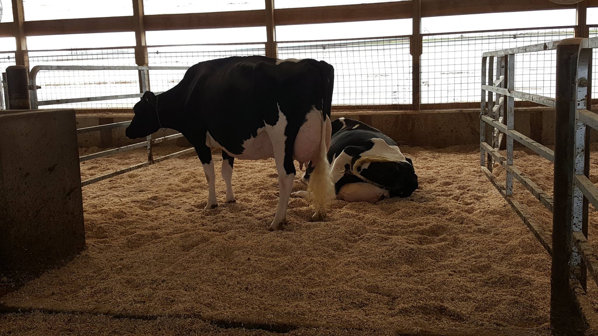 LONGHAVEN SID CARLA, HM Grand Champion at CNY & WNY Regional Shows ’17