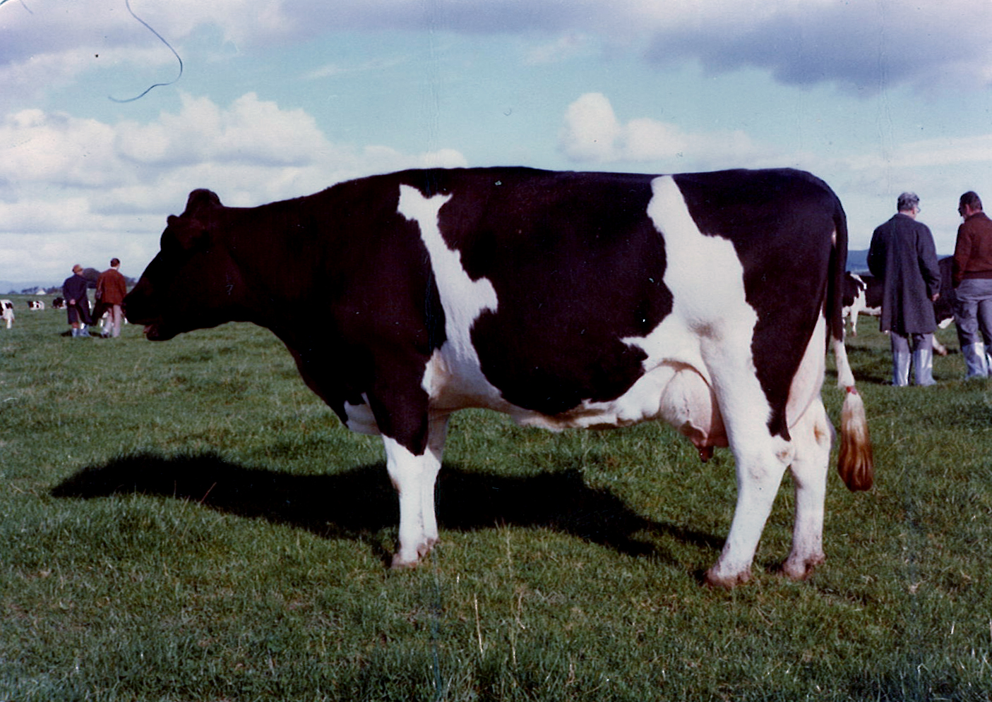 The picture below of the President of the German Holstein Association