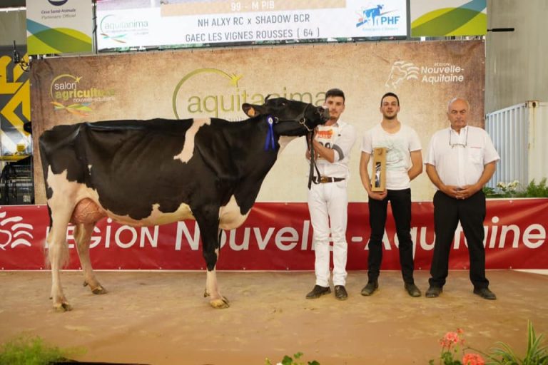 Kingboy Daughter Wins PyrénéesAtlantiques Show