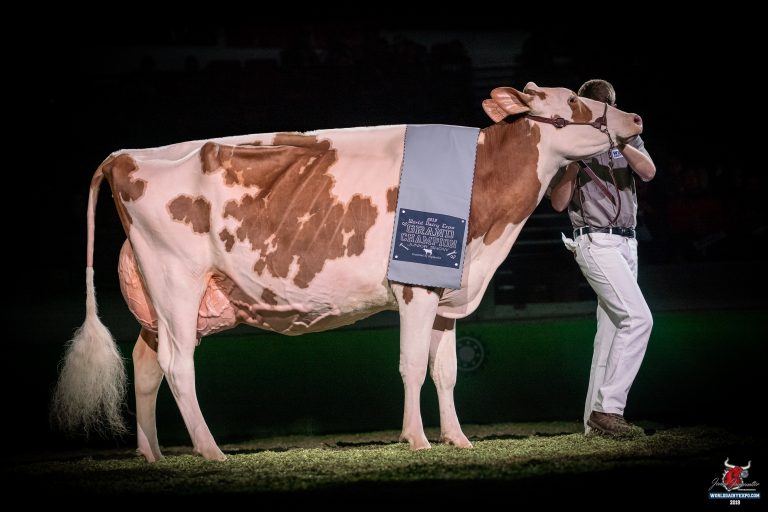 Red & White Cow and Heifer Are Junior Show Supreme Champions