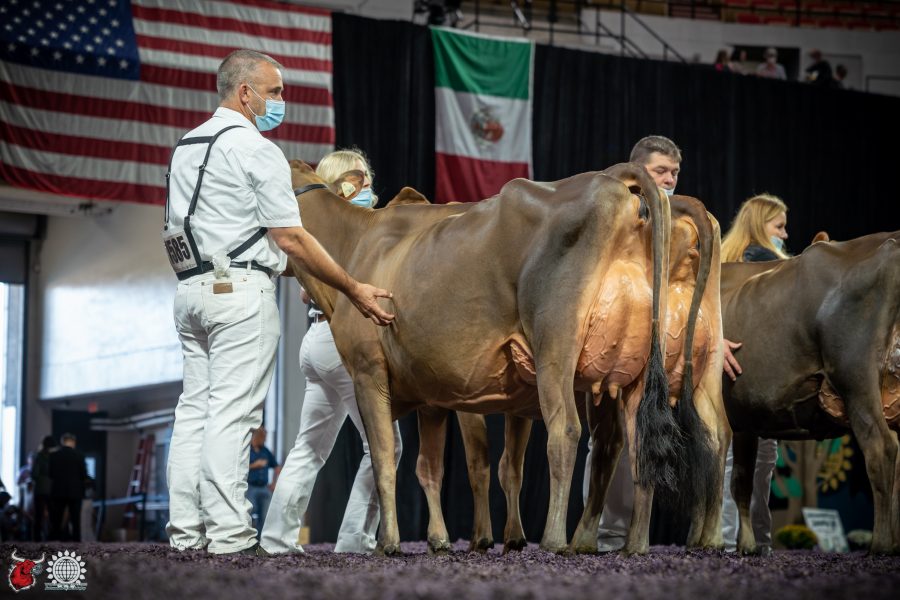 Paullyn Victorious Maya 1st Place Summer Junior Two International Jersey Show - World Dairy Expo 2021 River Valley Farm LLC See complete live coverage at https://www.thebullvine.com/show-reports/world-dairy-expo/international-jersey-show-world-dairy-expo-2021/