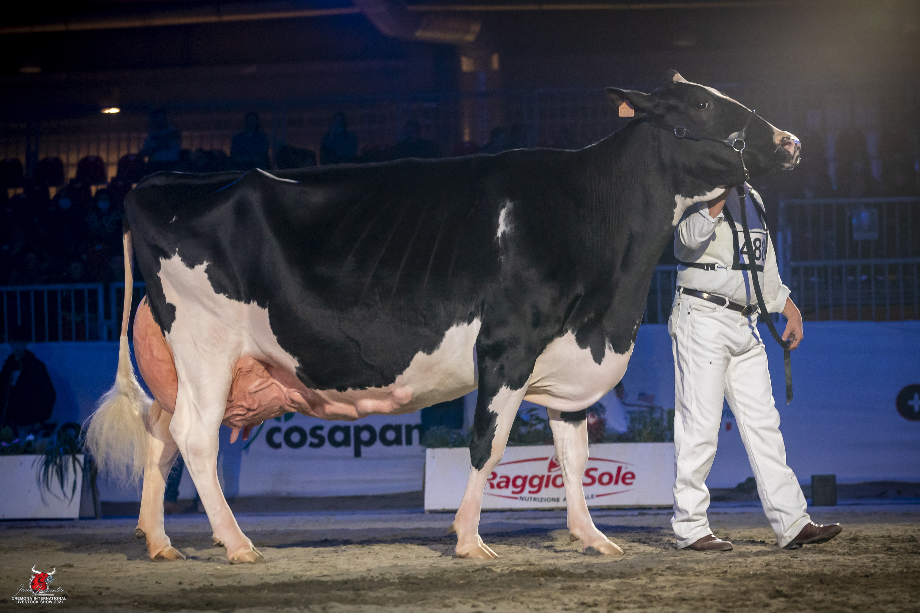 Cremona International Holstein Show 2021