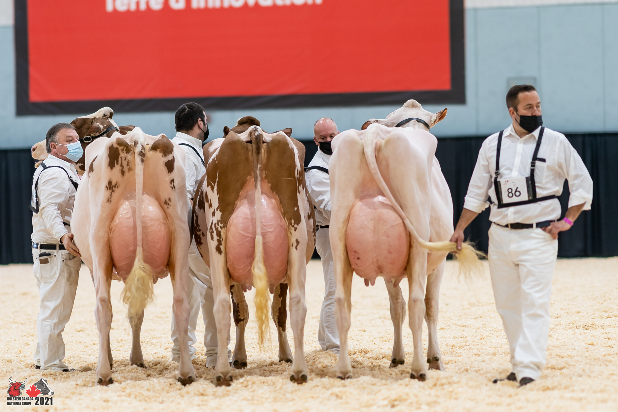 Canadian National Red & White Holstein Show 2021