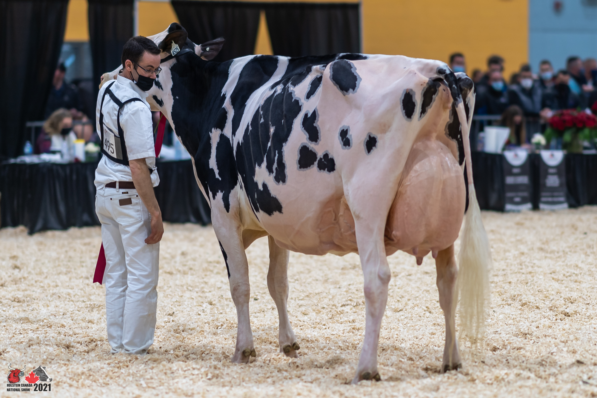 Canadian National Holstein Show 2021