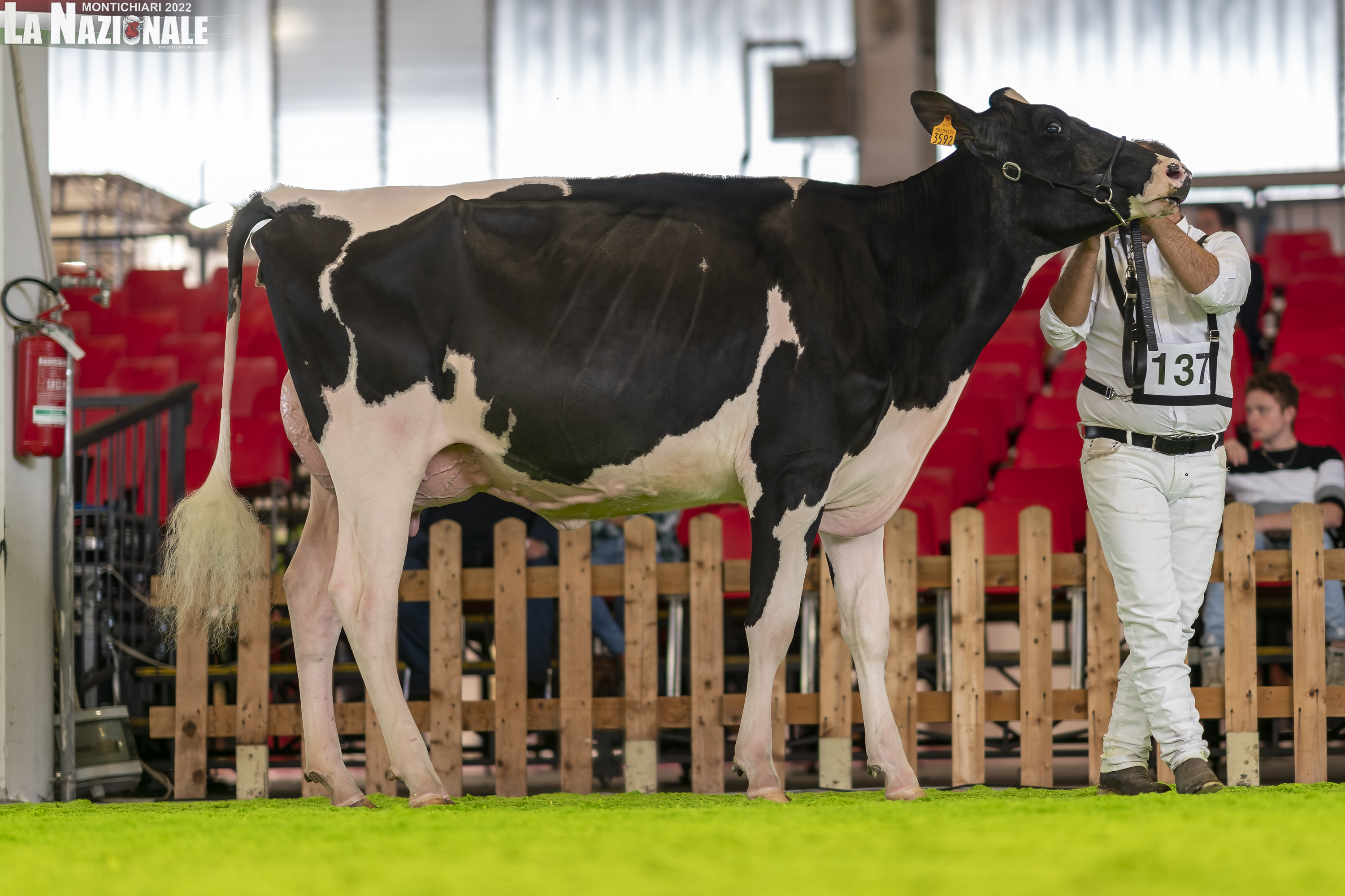 Italian National Holstein Show 2022