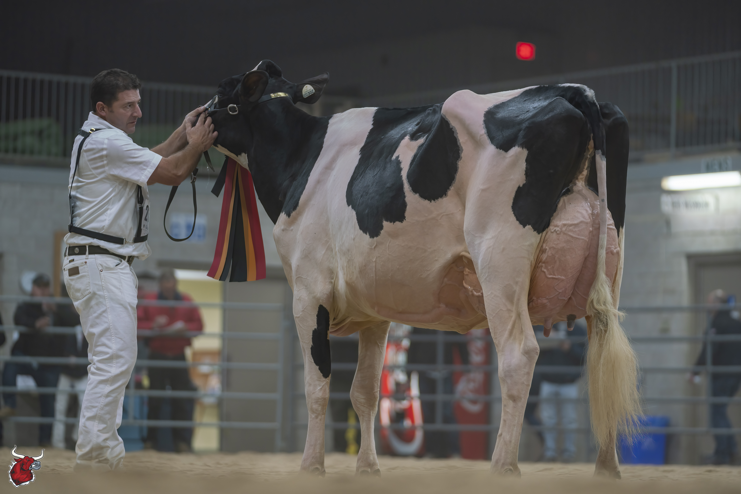 Autumn Opportunity Holstein Show 2022