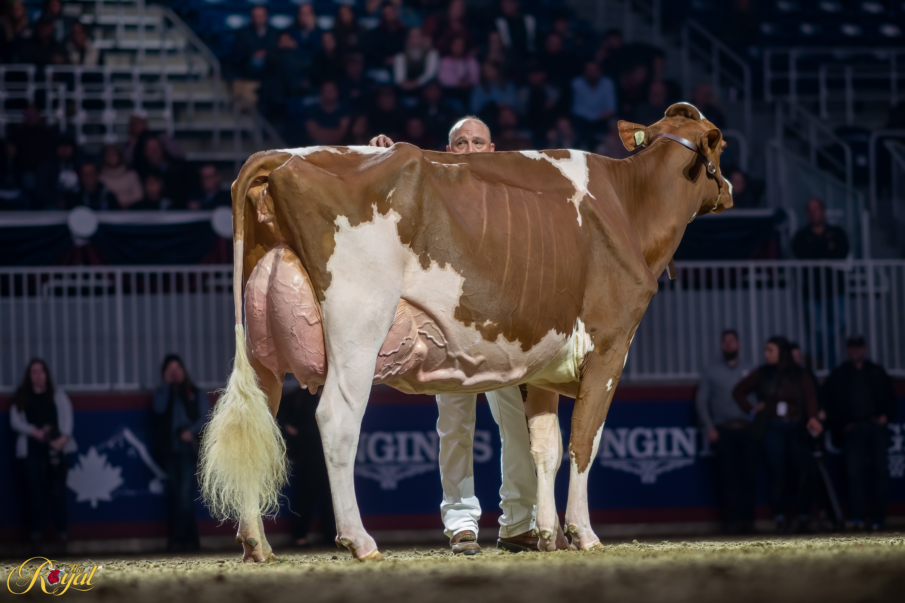 Canadian National Holstein Show 2022 – The Royal