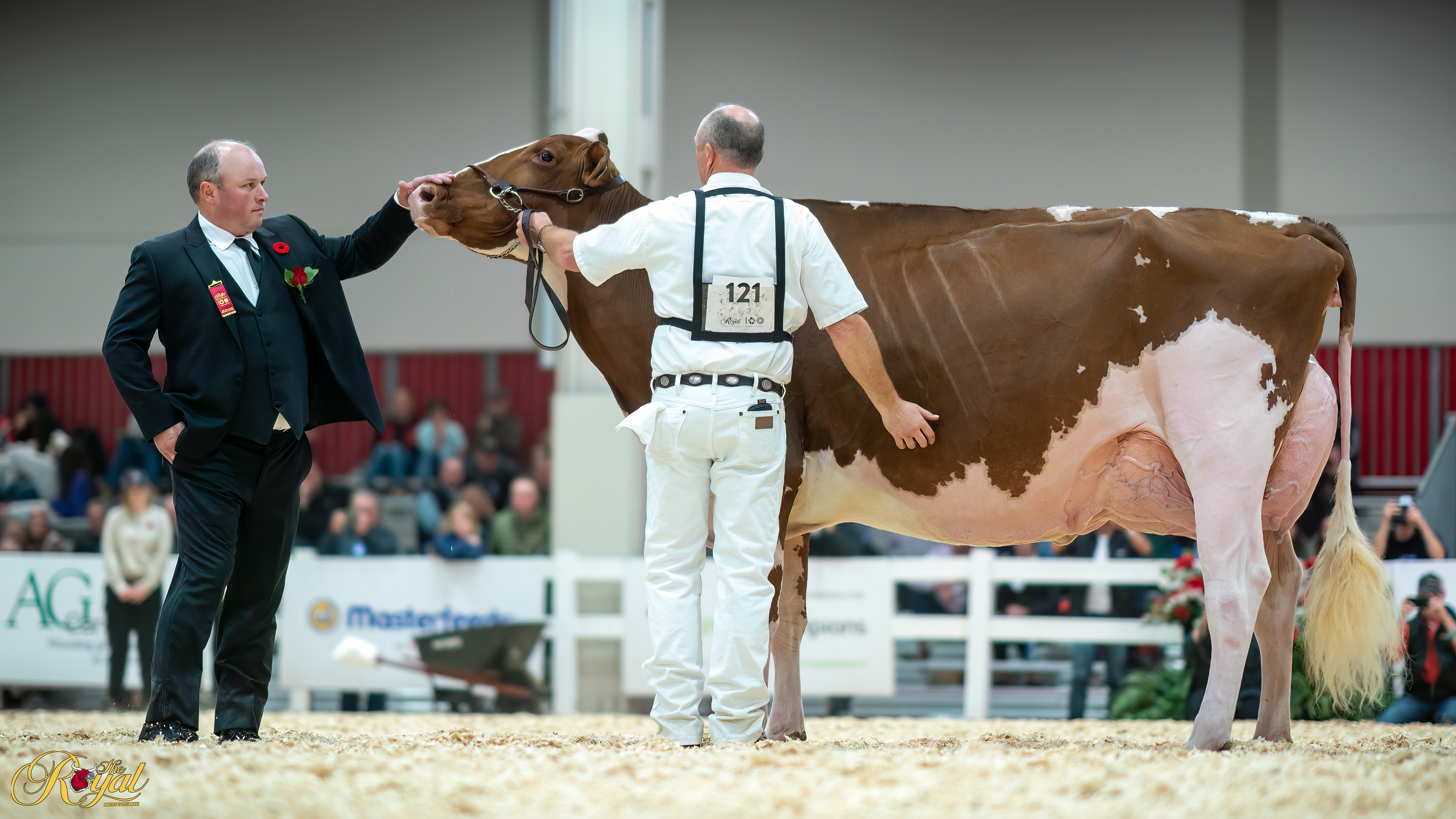 Canadian National Red & White Holstein Show 2022 -…