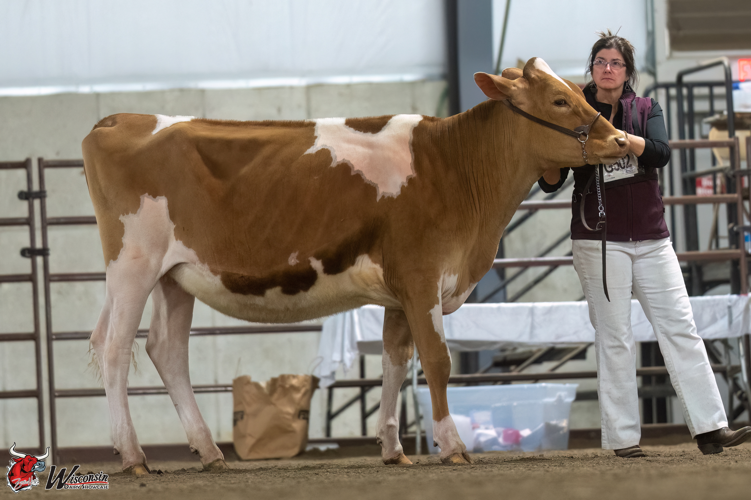 Midwest National Spring Guernsey Show 2023