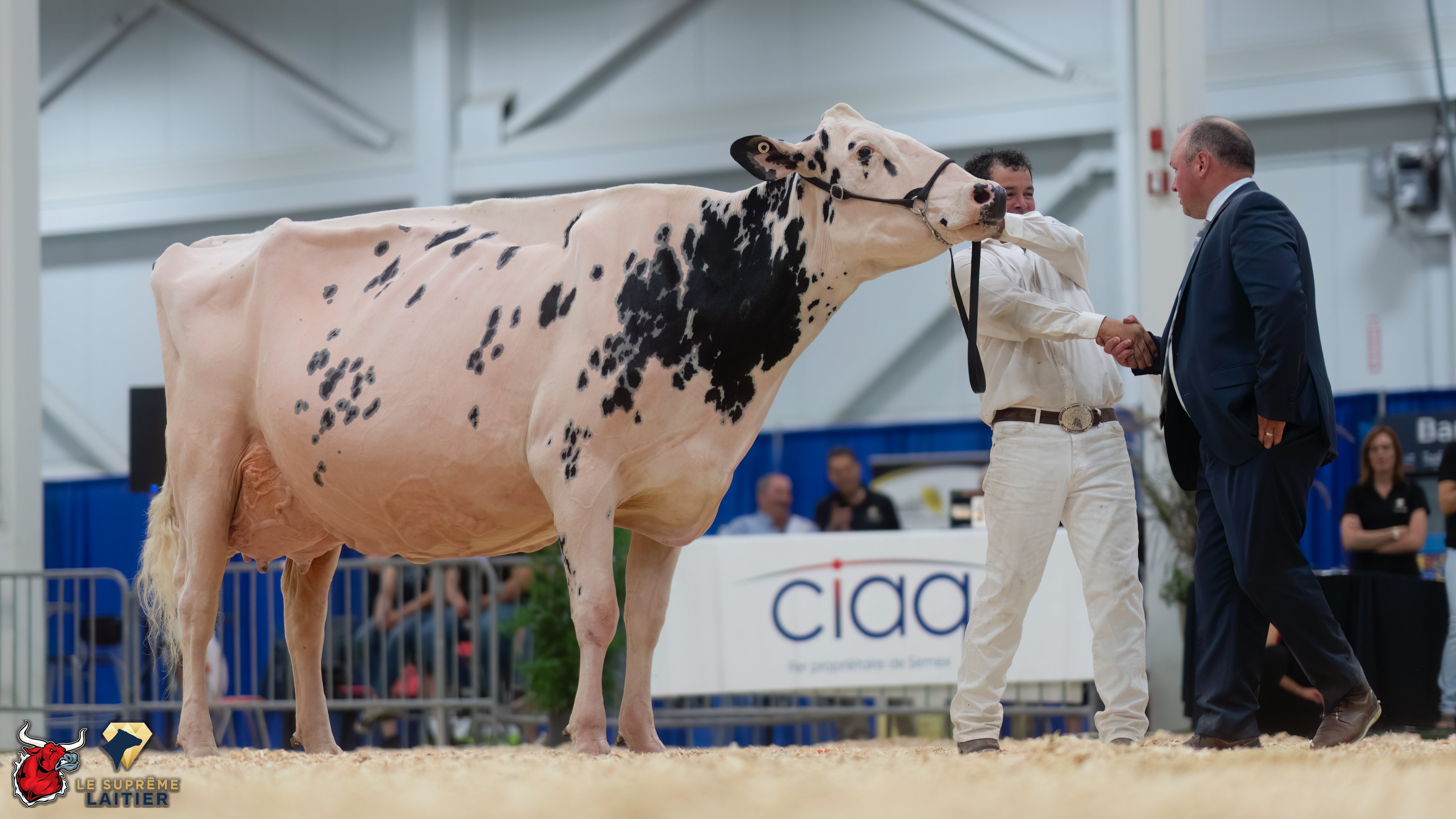 Le Suprême Laitier – Supreme Dairy 2023 – Holstein