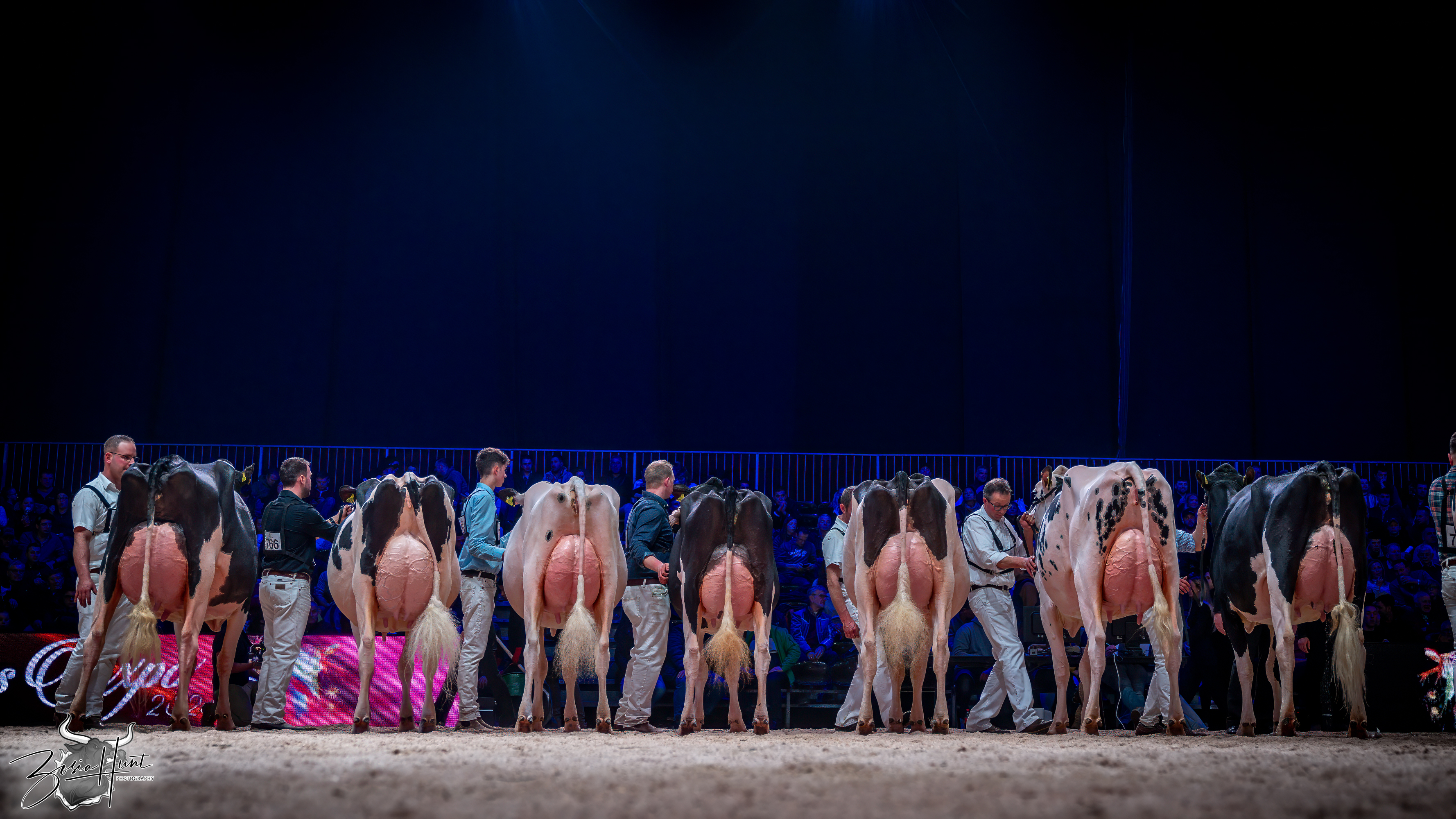 Swiss Expo Holstein Show 2024