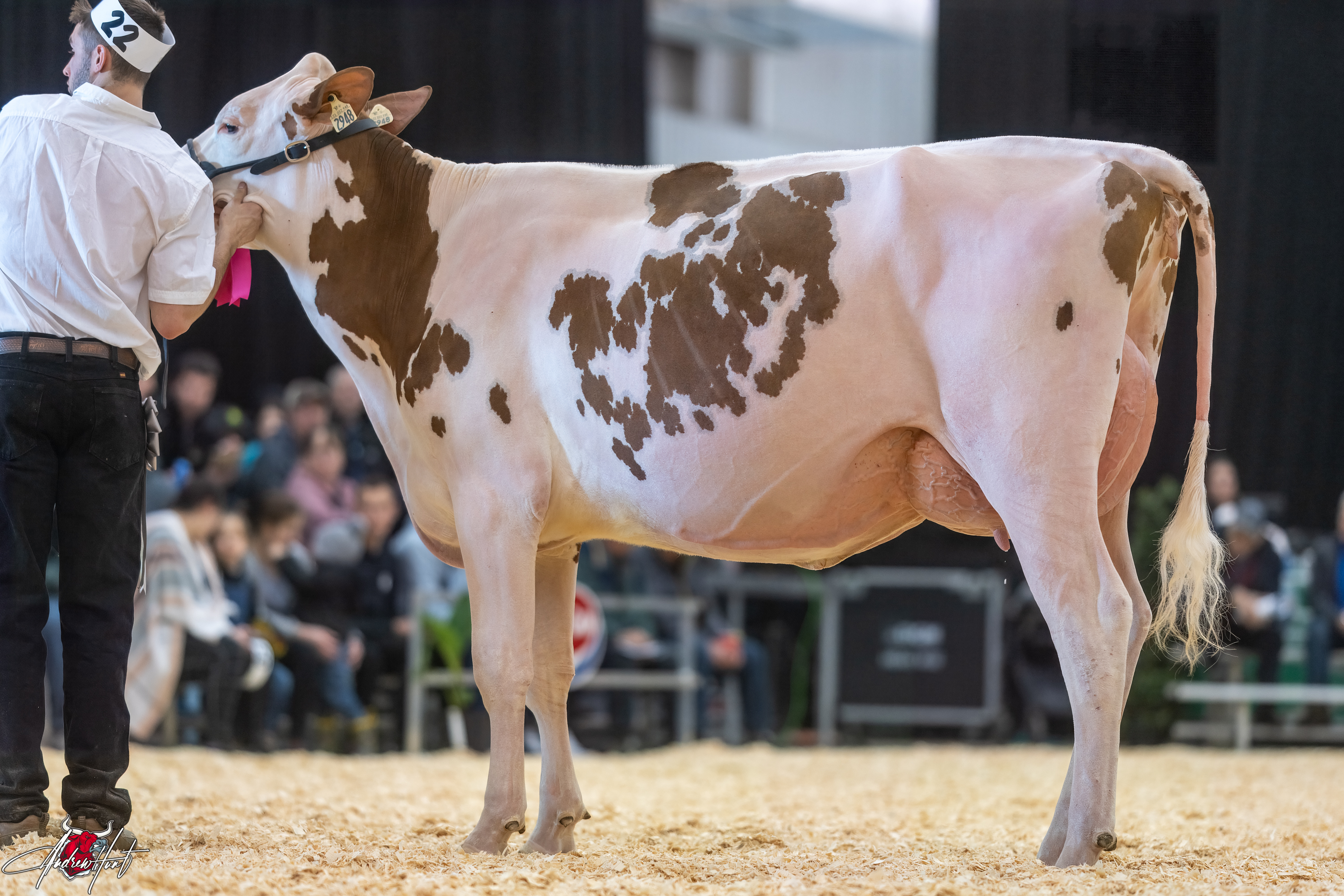 JOLIPRE PICASSO JOWEL 1st place Fall Two Year Old Expo-Printemps / Quebec Spring Show - Red & White Holstein 2024 FERME JOLIPRE HOLSTEIN INC, ST. MOISE, QC