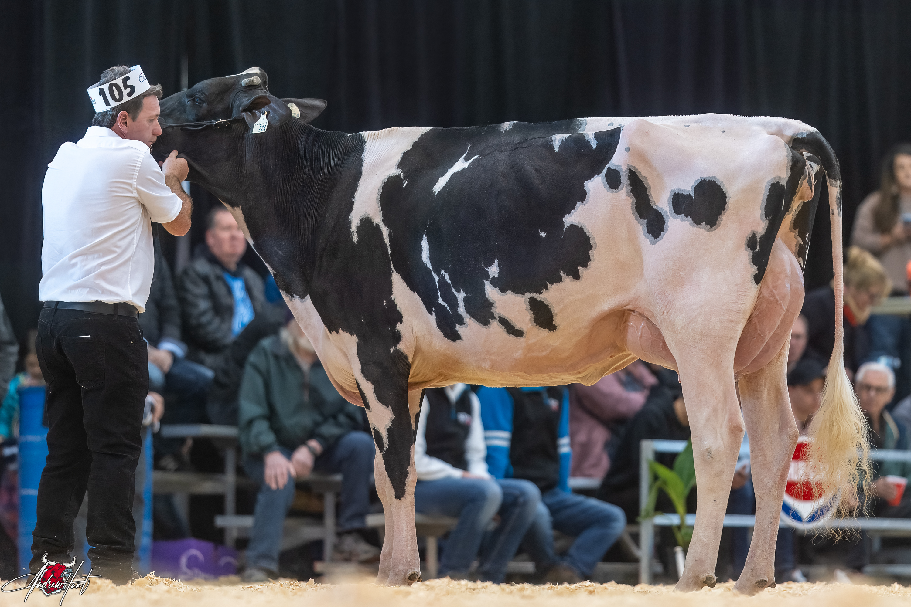 WINRIGHT DOORMAN ECLIPSE1st place Winter Two Year Old Expo-Printemps / Quebec Spring Show - Holstein 2024 FERME BLONDIN, FERME YVON SICARD, SAINT-PLACIDE, QC