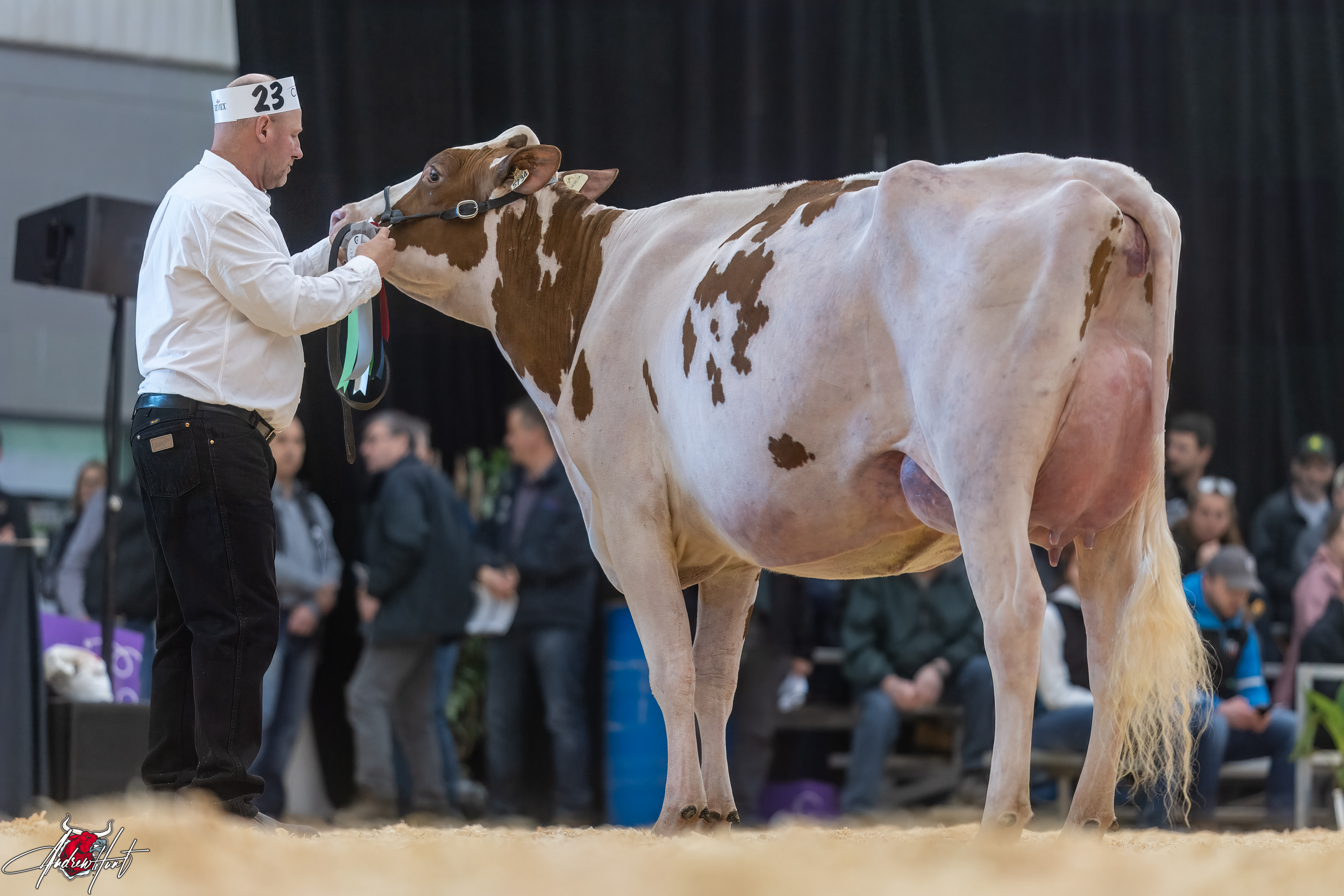 CRACKHOLM ATOMIC RED RIBBON1st place Winter Two Year Old Expo-Printemps / Quebec Spring Show - Red & White Holstein 2024 CRACKHOLM HOLSTEINS, RICHMOND, QC