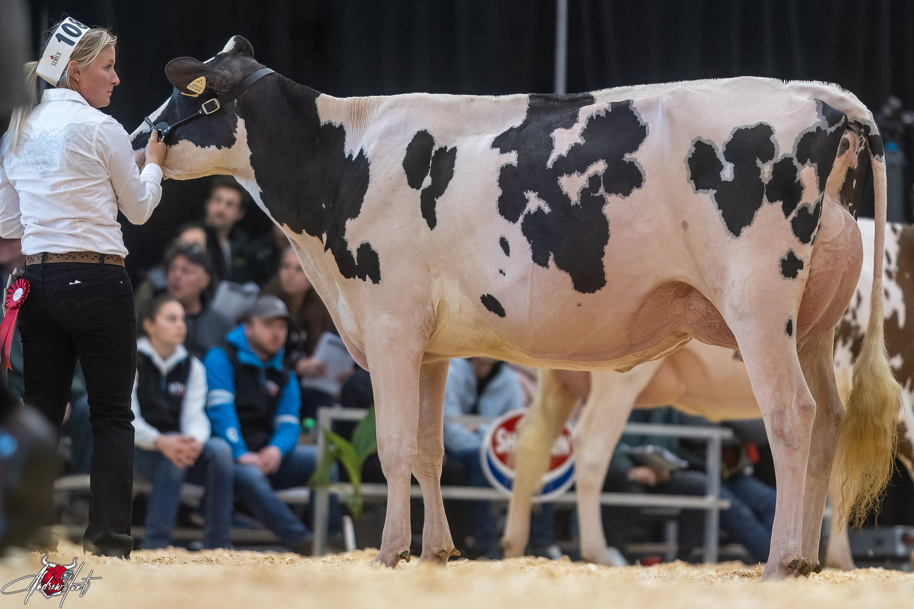 FAMIPAGE AVENGER MUSCADE1st place Winter Two Year Old Expo-Printemps / Quebec Spring Show - Holstein 2024 FERME FAMIPAGE INC, SAINT-LOUIS-DE-GONZAGUE, QC