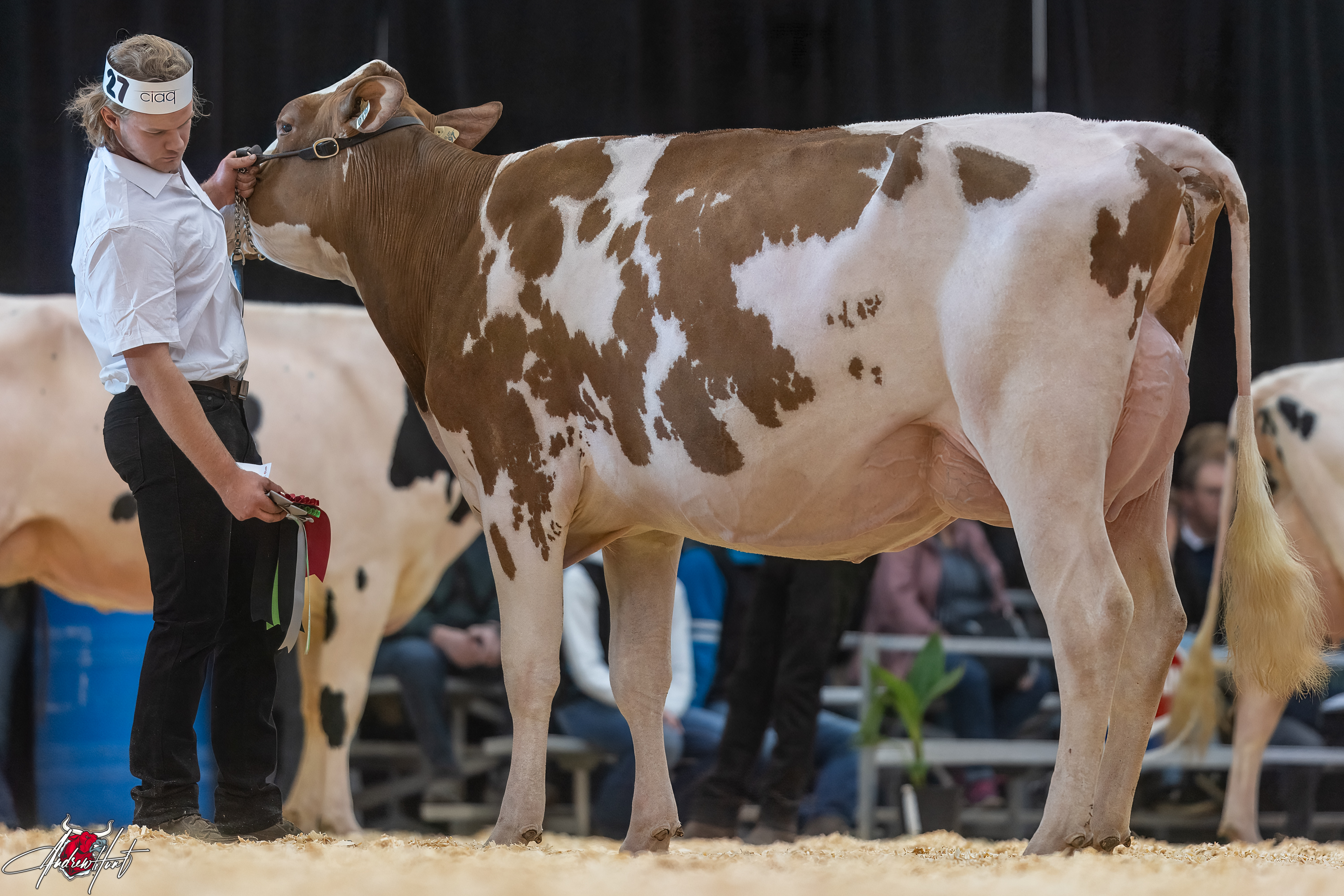 PIERSTEIN JORDY CHERRY1st place Fall Two Year Old Expo-Printemps / Quebec Spring Show - Red & White Holstein 2024 PIERRE BOULET, MONTMAGNY, QC