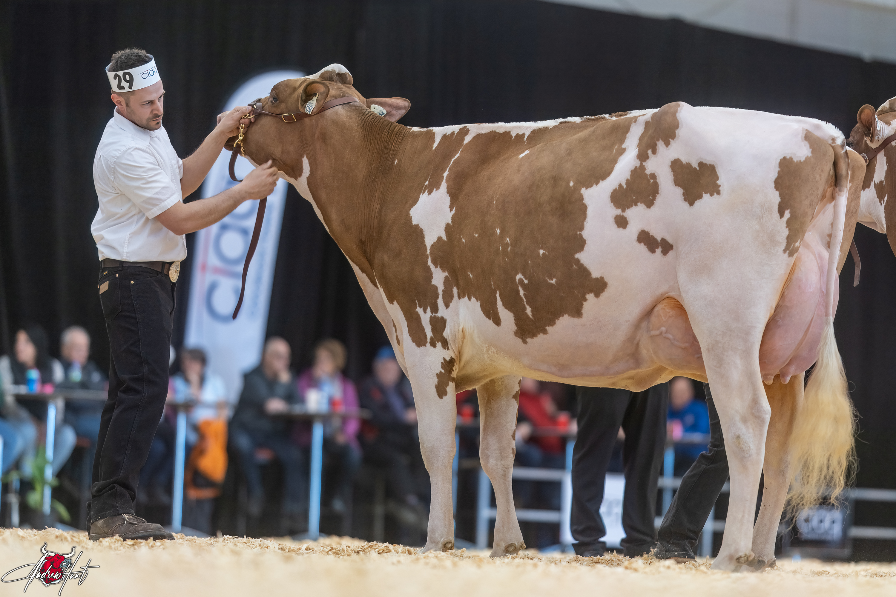 ARCROIX DEVOUR REANNA1st place Junior Three Year Old Expo-Printemps / Quebec Spring Show - Red & White Holstein 2024 FERME ARTHUR LACROIX LTEE, LETARTE HOLSTEIN, PIERRE BOULET, SAINT-MICHEL-DE-BELLECHASSE, QC