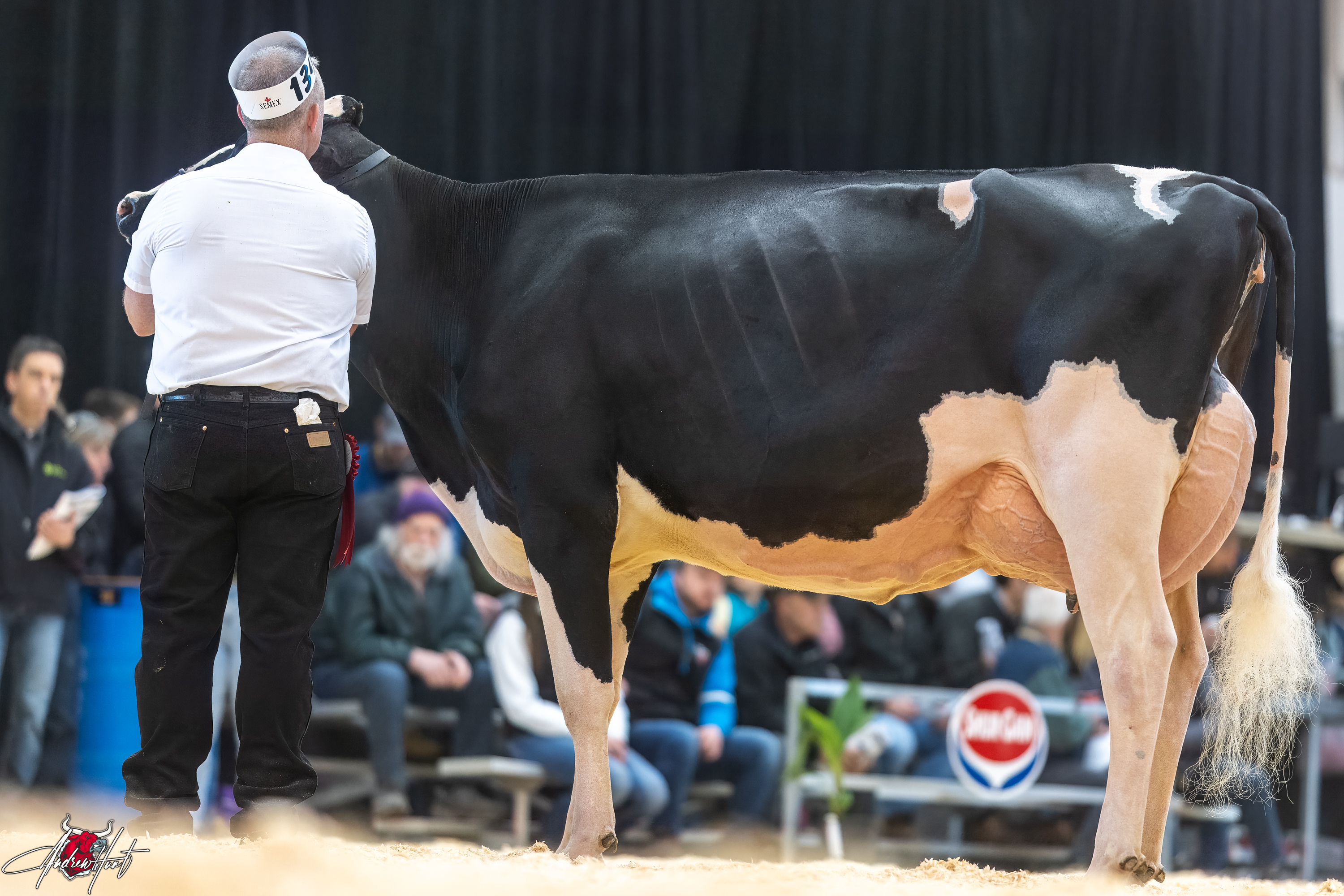 AROLENE BOOM GLORIE1st place Junior Three Year Old Expo-Printemps / Quebec Spring Show - Holstein 2024 BLONDIN SIRES, FERME BLONDIN, SAINT-PLACIDE, QC