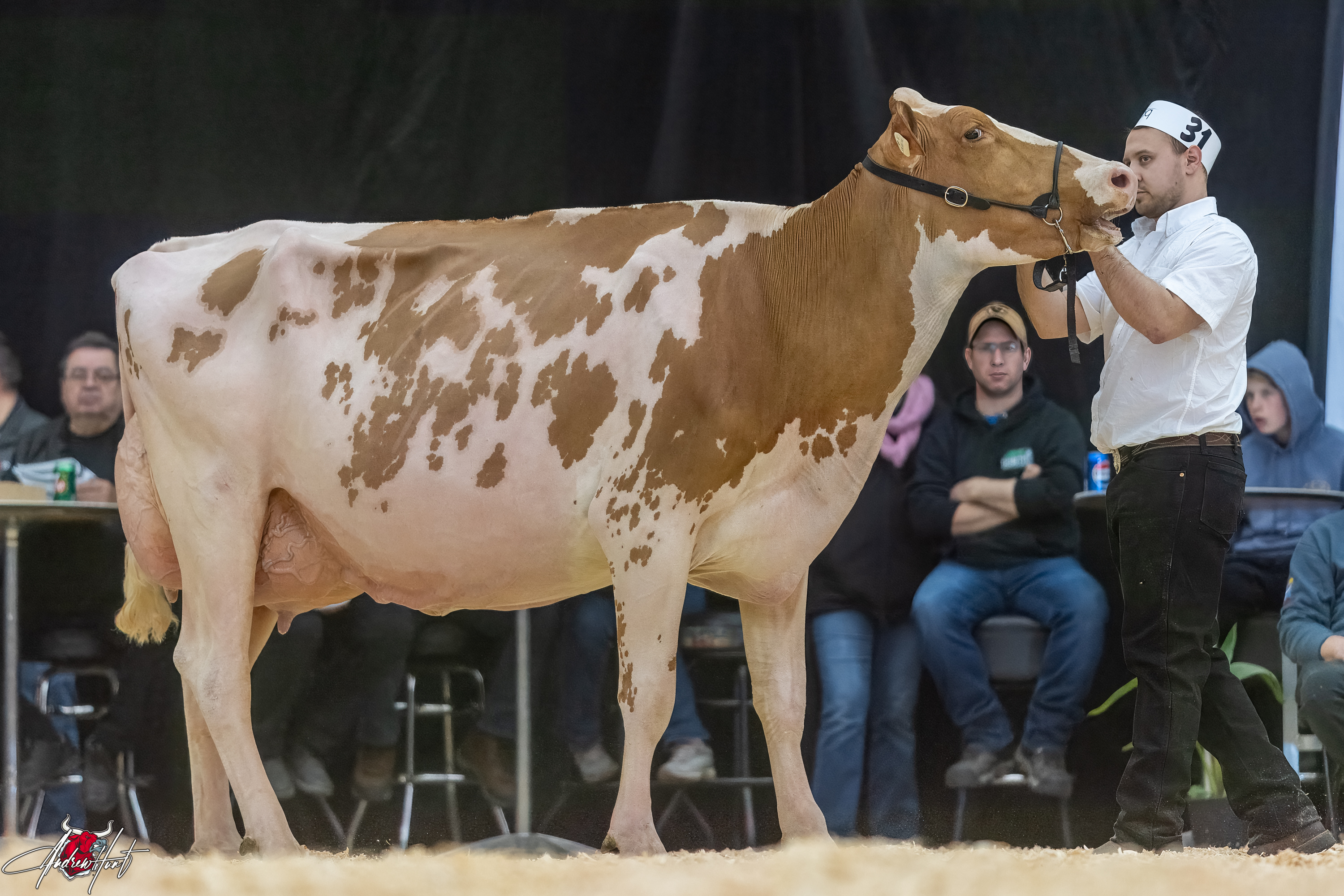VALEPIERRE ARTISAN ALICE1st place Senior Three Year Old Expo-Printemps / Quebec Spring Show - Red & White Holstein 2024 B. LEHOUX & FILS INC, SAINT-ELZÉAR, QC