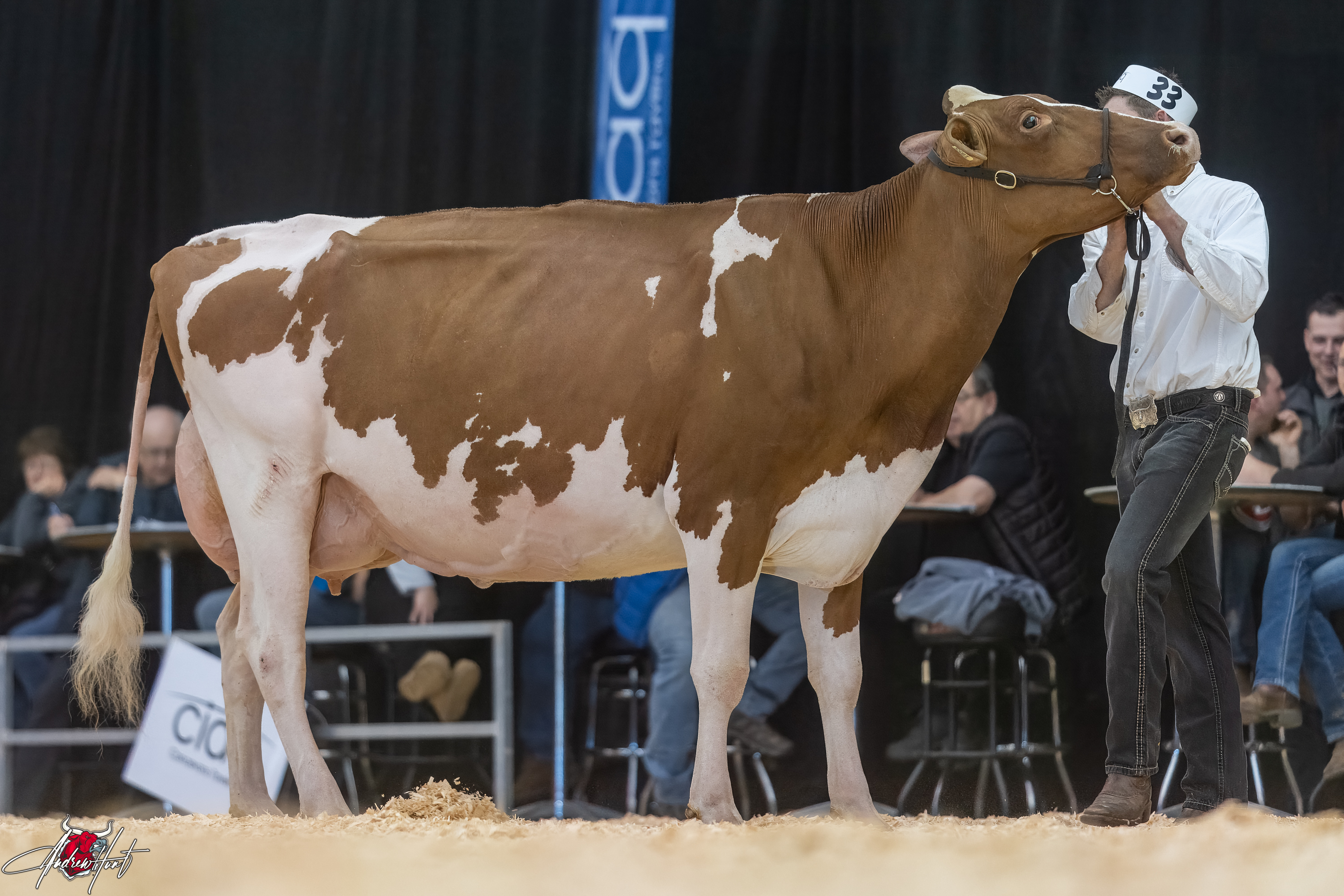 FRANKSTYLE APPLE CRISP JUNE1st place Five Year Old Expo-Printemps / Quebec Spring Show - Red & White Holstein 2024 FRANKSTYLE HOLSTEIN INC, PIERRE BOULET, SAINT-ÉDOUARD-DE-LOTBINIÈRE, QC