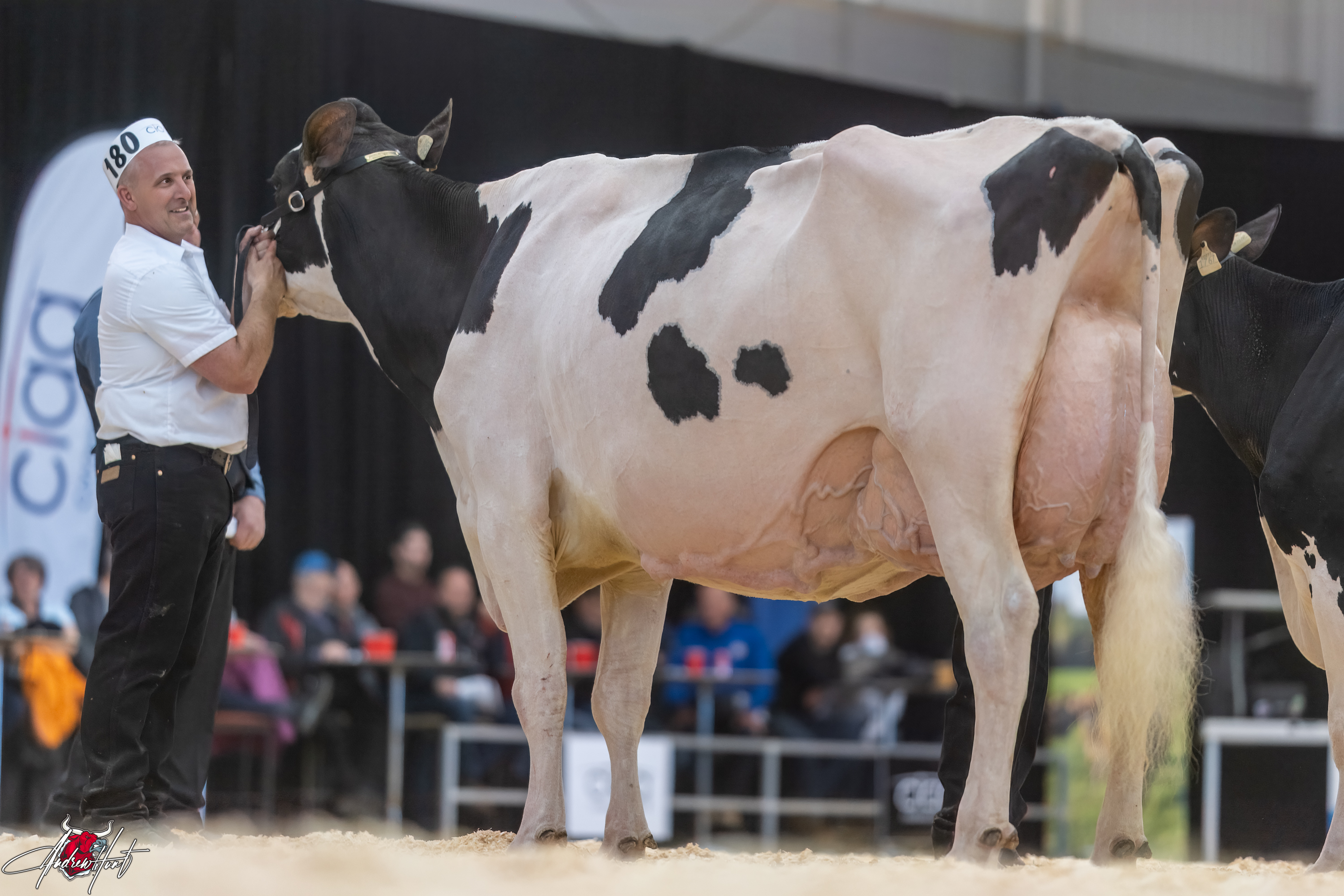 FAMIPAGE DILIGENT CHOCOLAT1st place Production Cow Expo-Printemps / Quebec Spring Show - Holstein 2024 FERME FAMIPAGE INC, SAINT-LOUIS-DE-GONZAGUE, QC