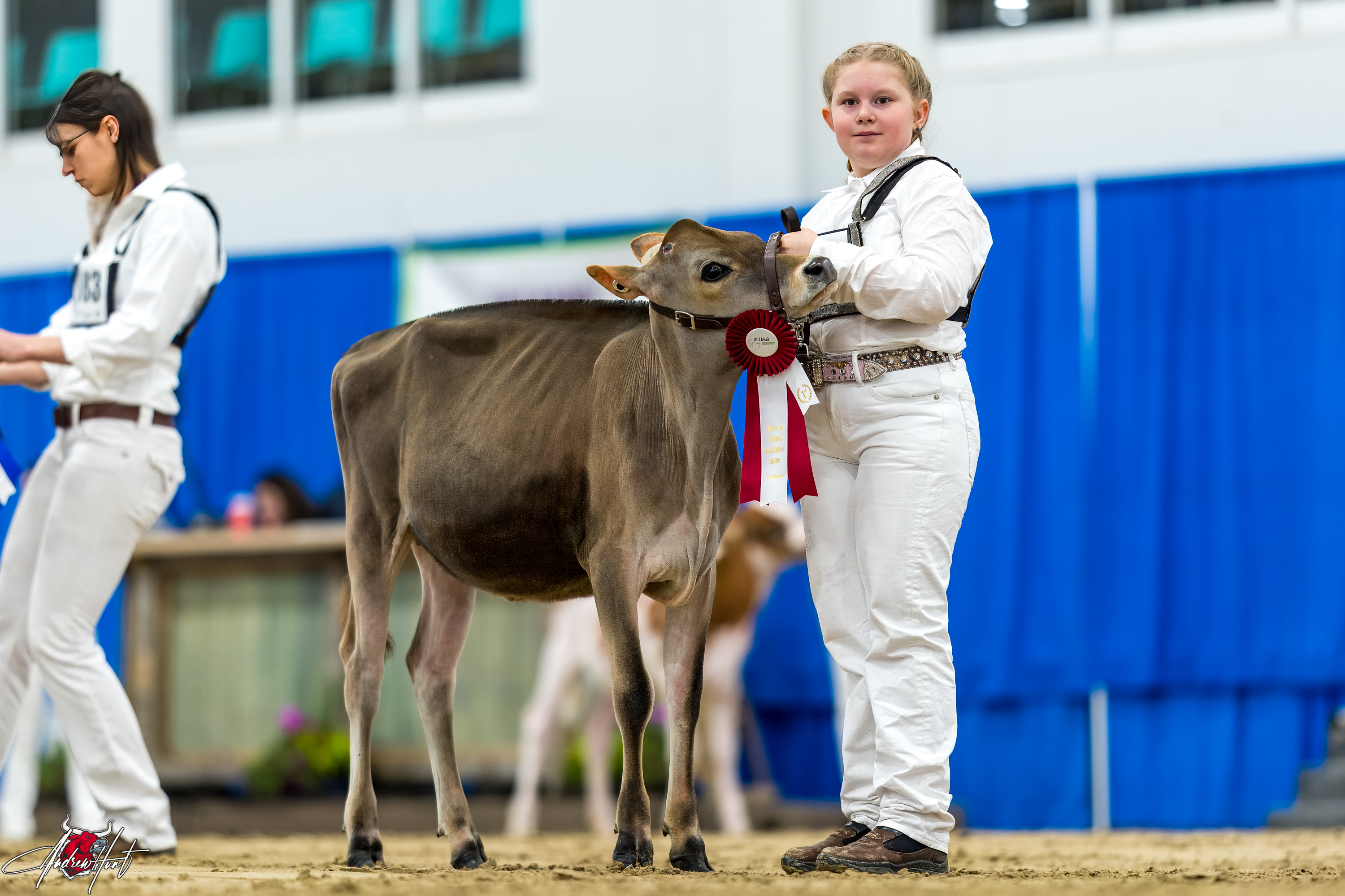 MAKER R VICTORIA1st place Winter Calf Ontario Spring Discovery Dairy Show Jersey 2024 MAKER FARMS INC & LORNE ELLA, ON 