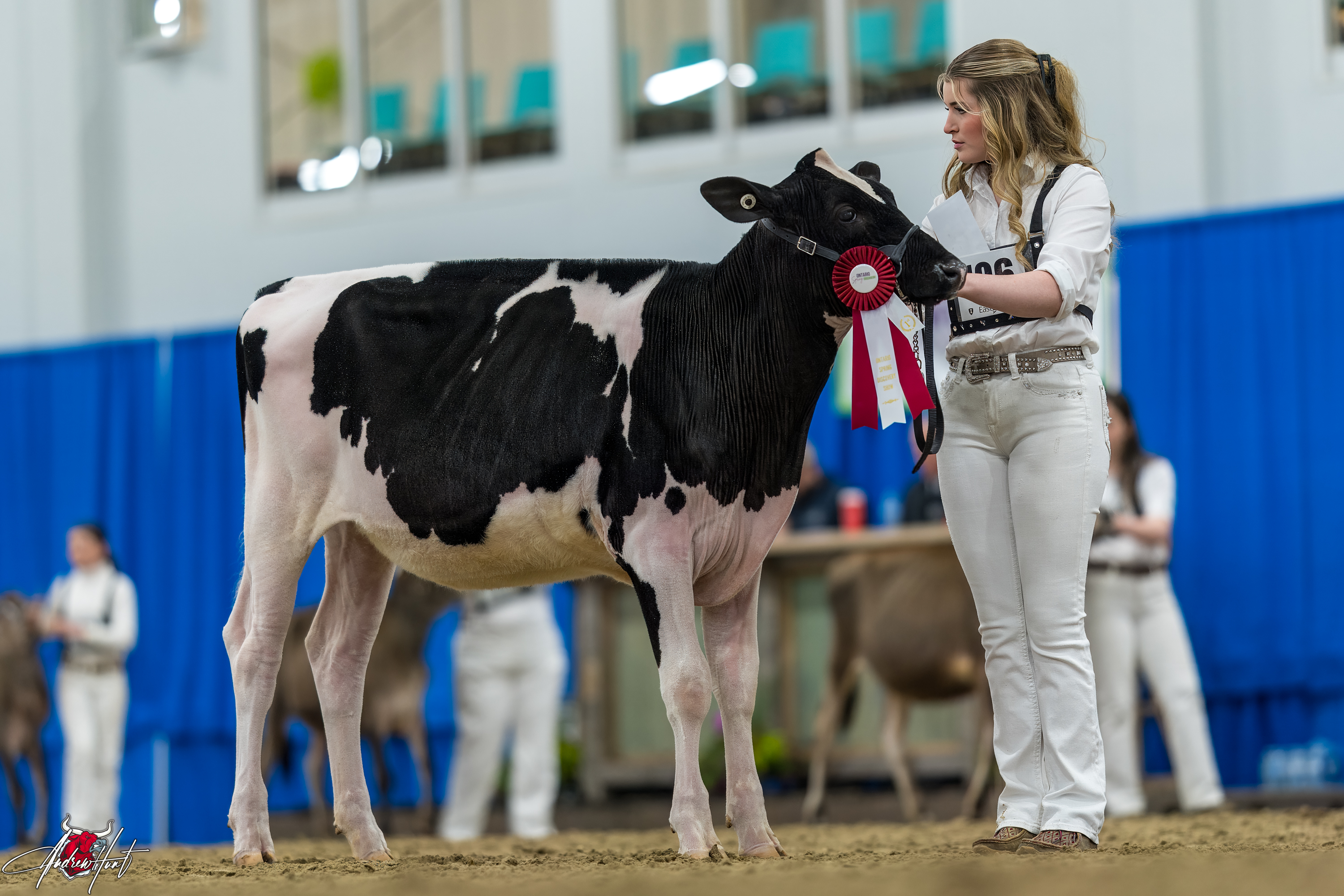 WINRIGHT SIDEKICK CHAMPAGNE1st place Winter Calf Ontario Spring Discovery Dairy Show Holstein 2024 BRANDON ALMEIDA, BRIAN JOSEPH ENRIGHT, FRANK & DIANE BORBA, HILMAR, CA