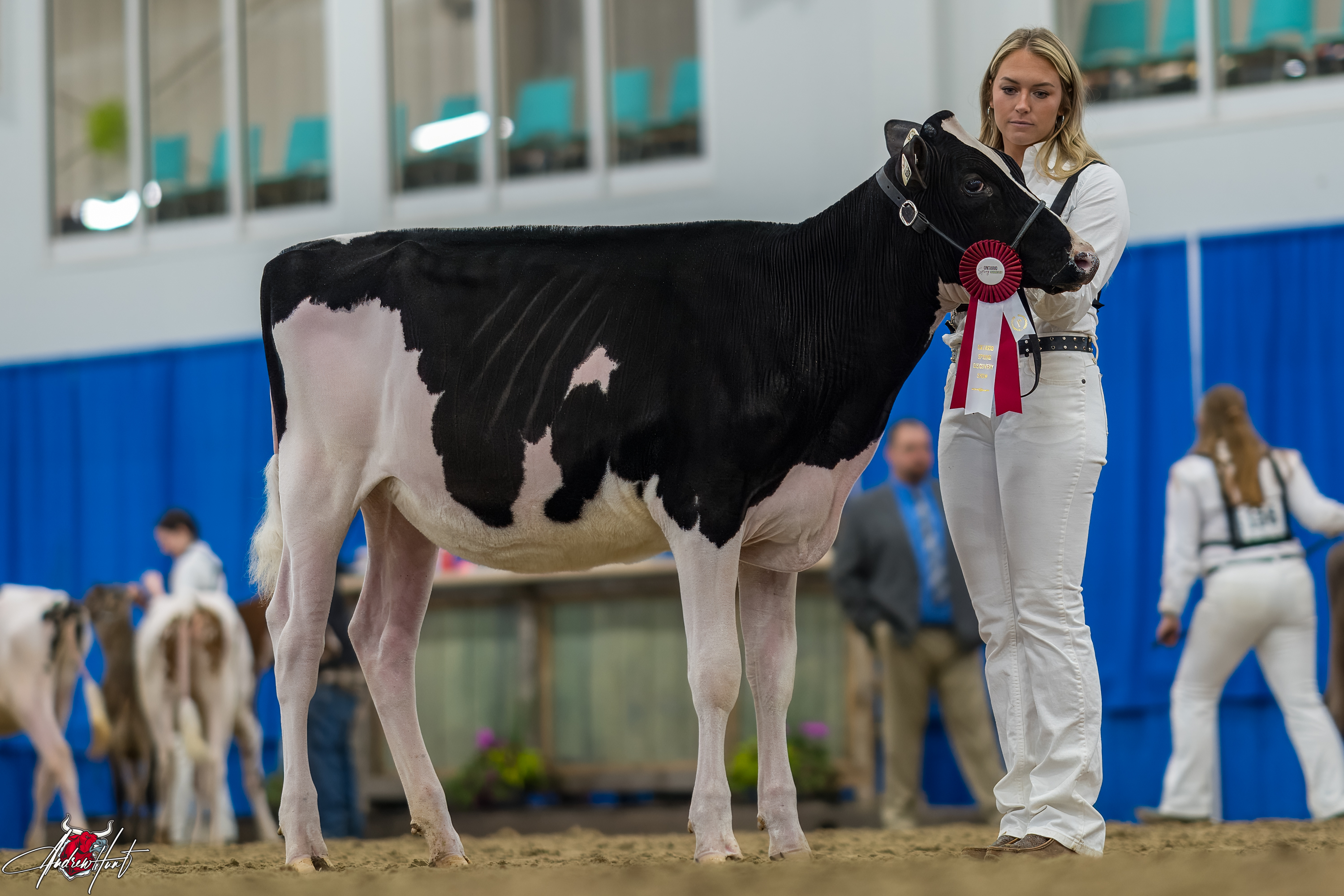 KARNVIEW CANDY OF SUMMER1st place Fall Calf Ontario Spring Discovery Dairy Show Holstein 2024 CANDY SYNDICATE, SUN PRAIRIE, WI