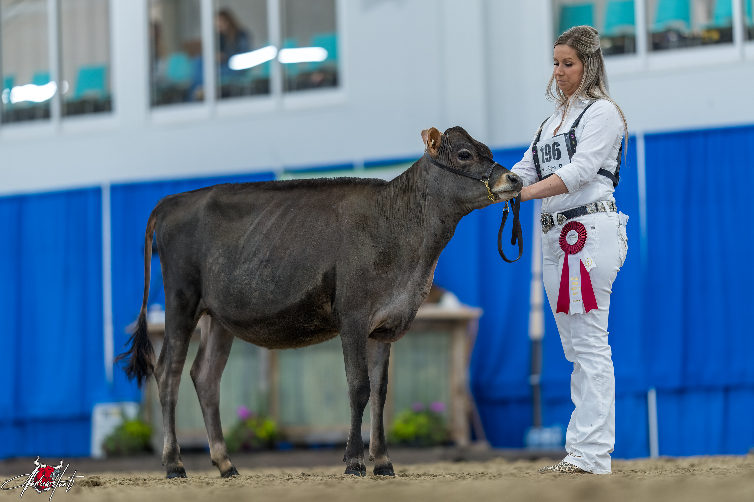 HEAVENLY VICTORIOUS ELLIE-MAE1st place Summer Yearling Ontario Spring Discovery Dairy Show Jersey 2024 CLAIRE SWALE & VELTHUIS FARM LTD, ON