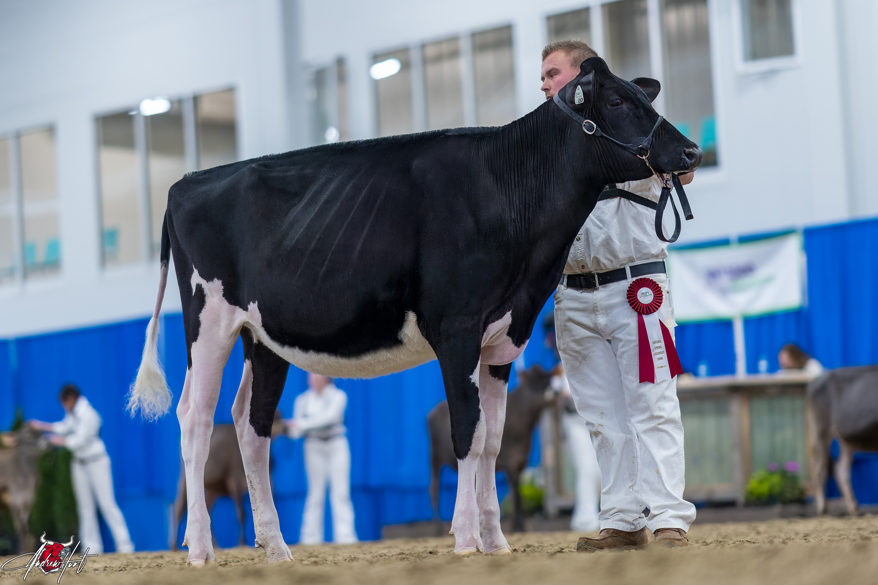 UNIQUE RED-CARPET FLAIR1st place Summer Yearling Ontario Spring Discovery Dairy Show Holstein 2024 CLARKVALLEY HOLSTEINS, TRISTAN RAE, WOODVILLE, ON