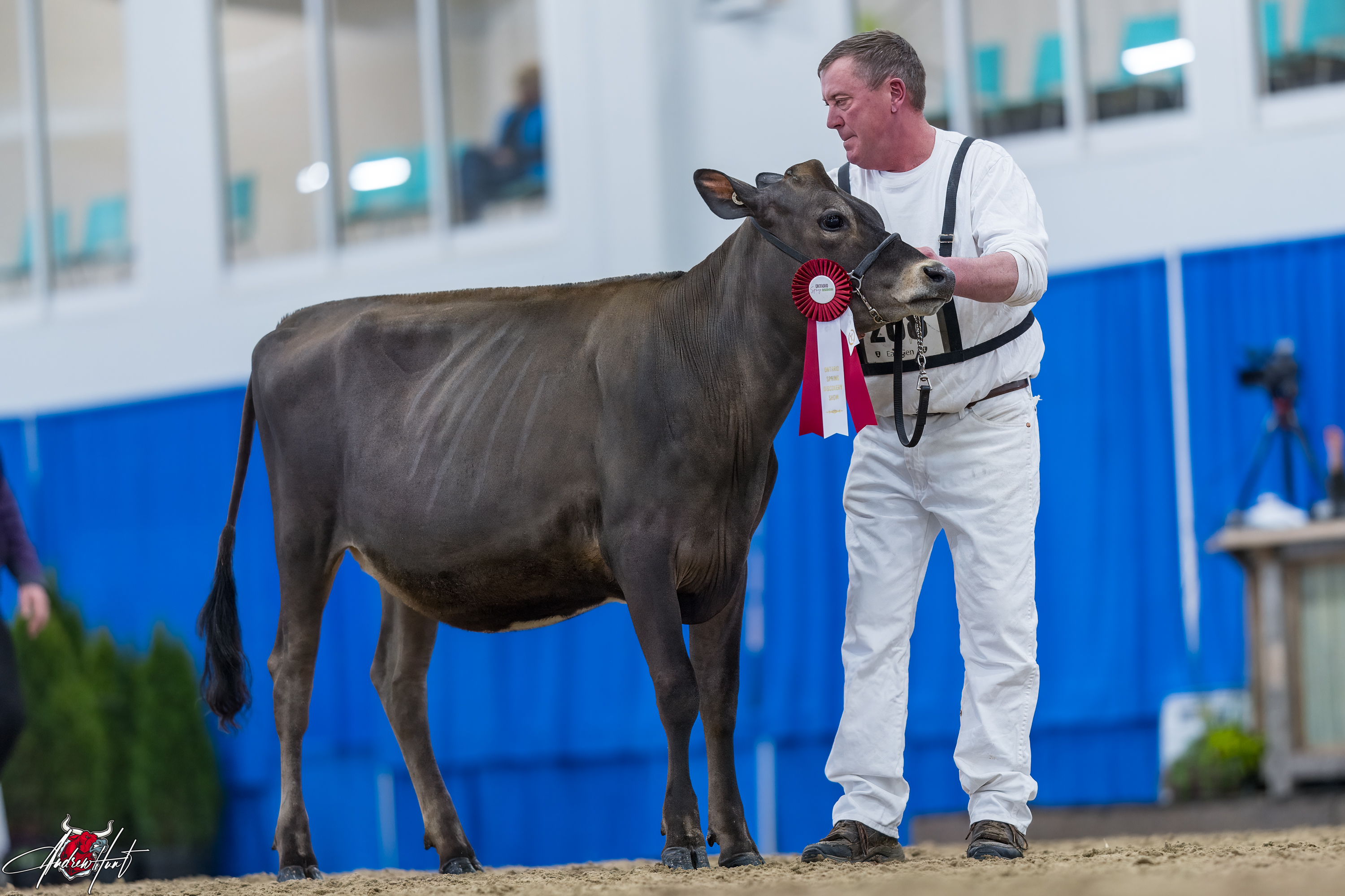 BRIDON ACC ELIMINATE ET 1st place Spring Yearling Ontario Spring Discovery Dairy Show Jersey 2024 BRIDON FARMS INC, PARIS, ON